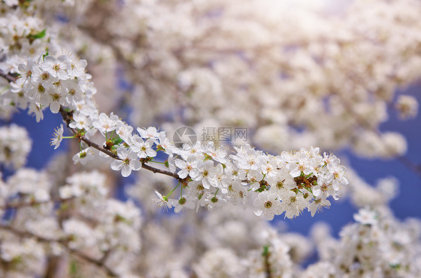 春天白树的分支自然构成图片