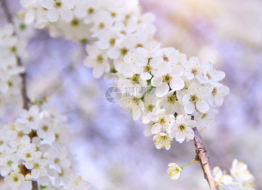 春天白树的分支自然构成图片