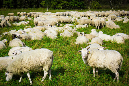 草地上的自然羊群图片