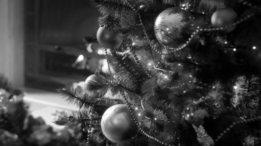 在客厅装饰圣诞树的黑白照片在客厅装饰圣诞树的黑白照片图片