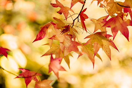 色彩多美丽的秋叶环境高清图片素材