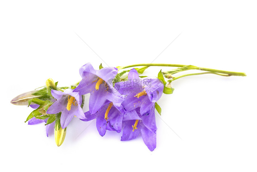 白色背景前的紫花图片