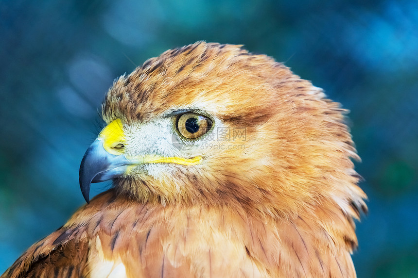 红尾鹰ButeoJamaicensis近距离左图片