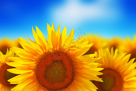 创造抽象的自然背景在色彩多的黄向日葵美丽田野前对带有选择焦点效应的云深蓝天空进行单向日葵的宏观察背景图片