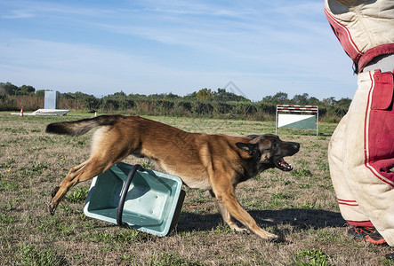 训练警犬与比利时牧羊人马里诺病背景图片