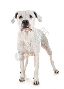 白色背景面前的阿根廷狗背景图片