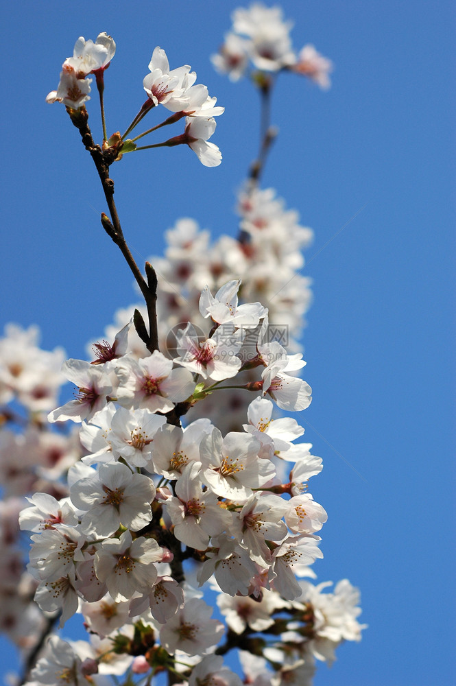 春时美丽的樱花蓝的天空图片