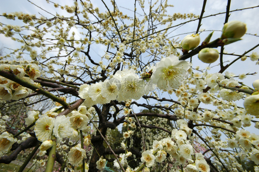 日本美丽的白梅花图片
