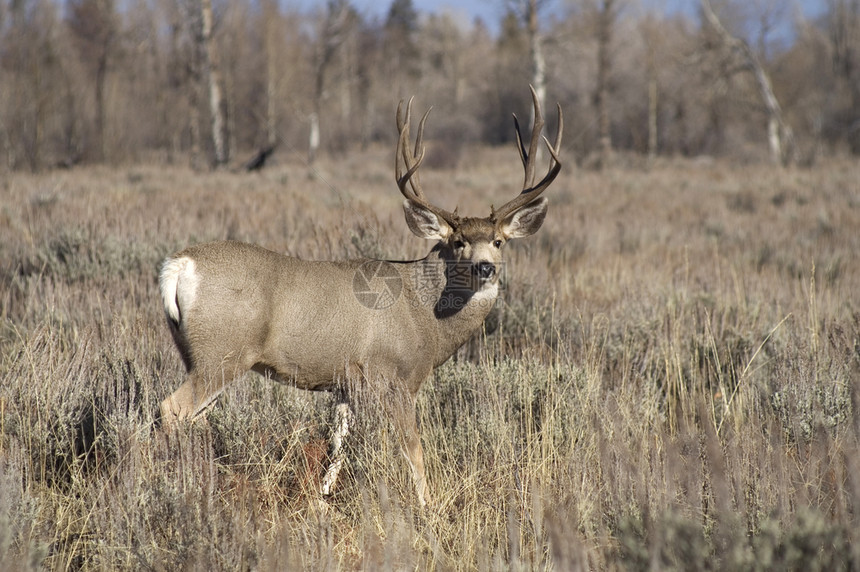 在怀俄明森林中一只野鹿手表准备保护他的伴侣图片