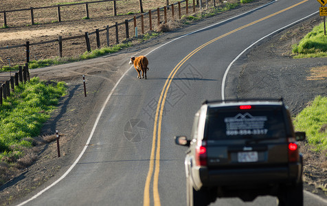 司机遇到一头奶牛在路上游荡必须慢下来才能安全通过高清图片