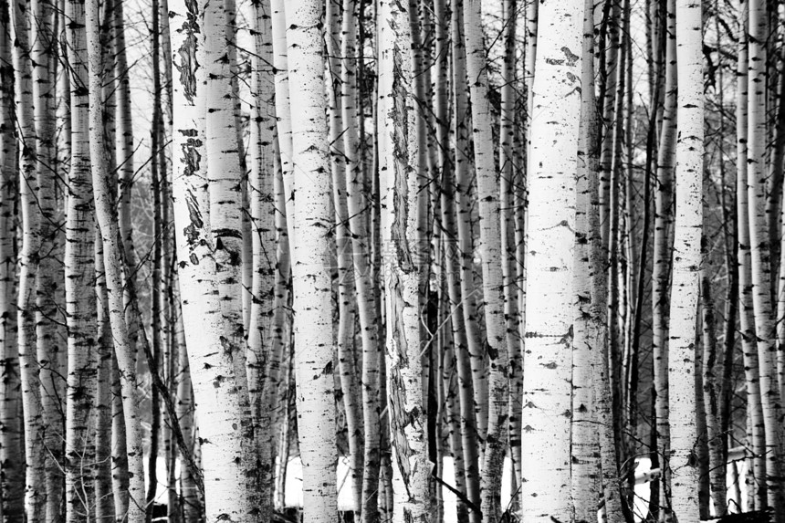 冬季风景中一棵黑白树木图片