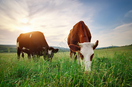 草地中的牛自然构成图片