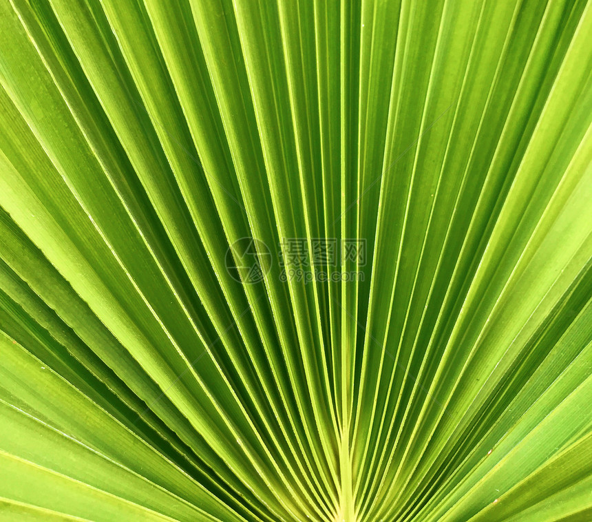 棕榈叶背景图片
