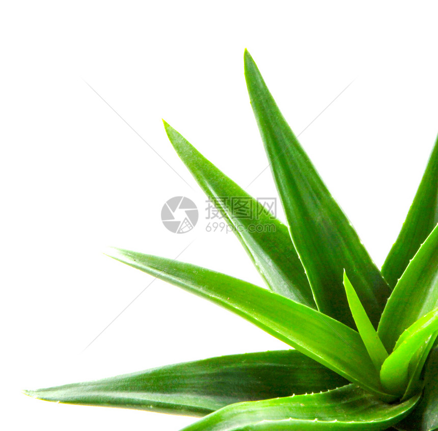 Aloevera植物白底隔离于的Aloevera植物图片