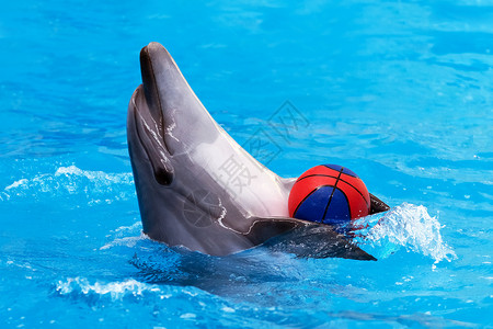 海豚在蓝水中玩球的近视海豚背景