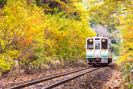 秋与日本福岛的白列车通勤者一起落叶图片