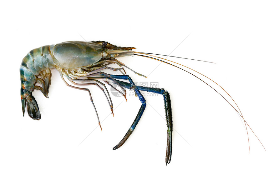 鲜虾或龙的图片孤立在白色背景上动物食图片