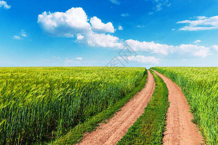 绿色农村种植小麦田刮风路和有云的蓝阳光天空景色夏季风观背图片