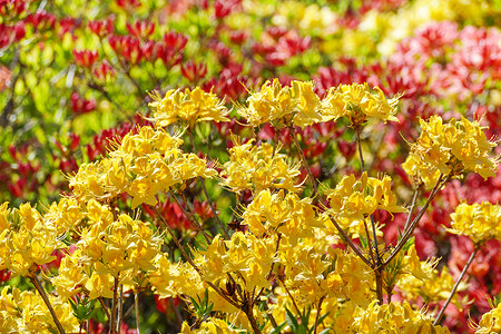 红黄的花朵鲜背景图片