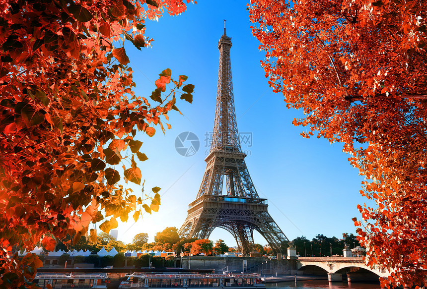 Eiffel铁塔和法国巴黎的Mamele树图片
