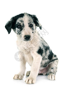 白色背景面前的小狗边框collie背景图片