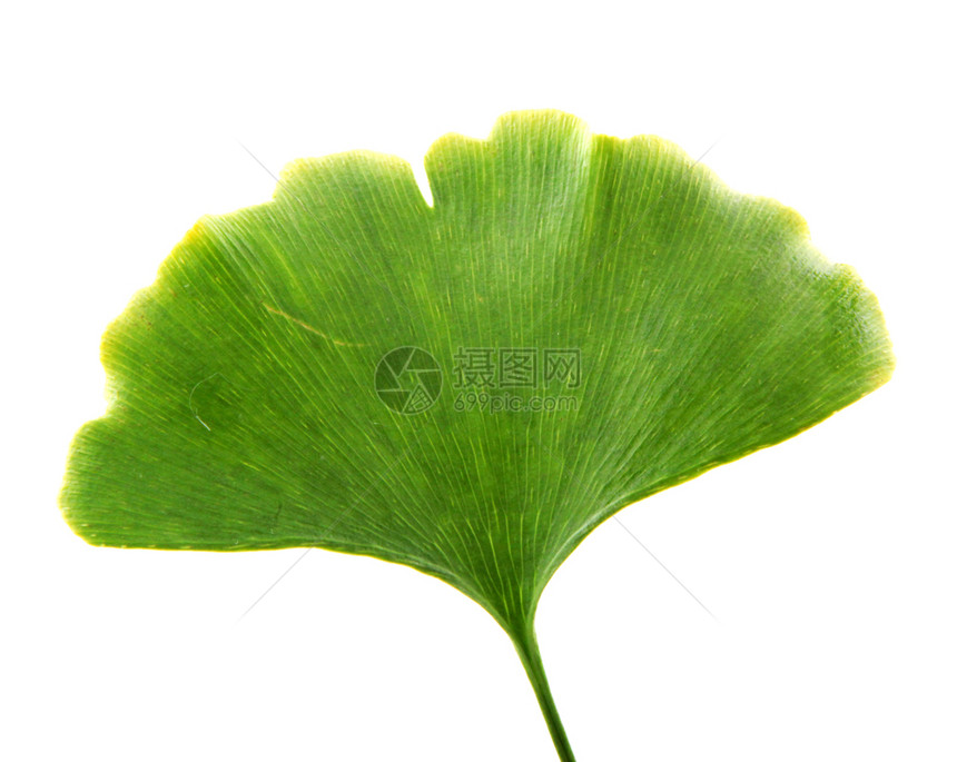 Ginkgobiloba白背景上孤立的叶子ginkgo叶子图片