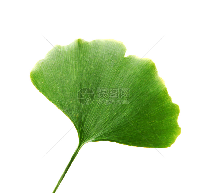 Ginkgobiloba白背景上孤立的叶子ginkgo叶子图片