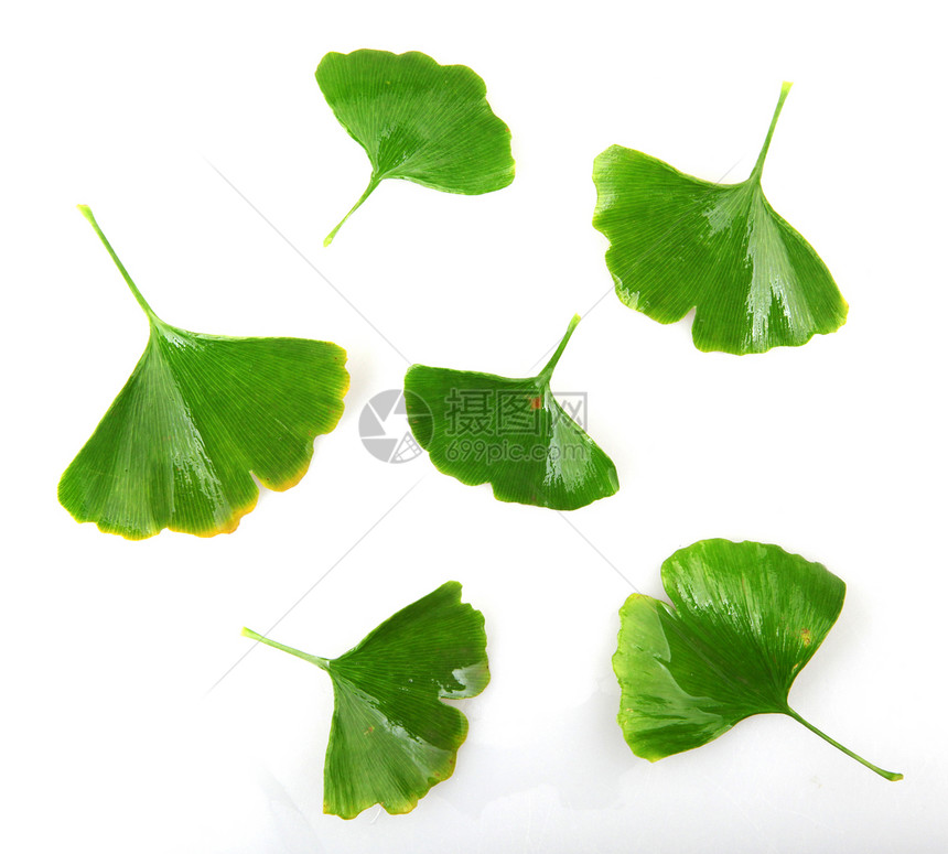 Ginkgobiloba白背景上孤立的叶子ginkgo叶子图片