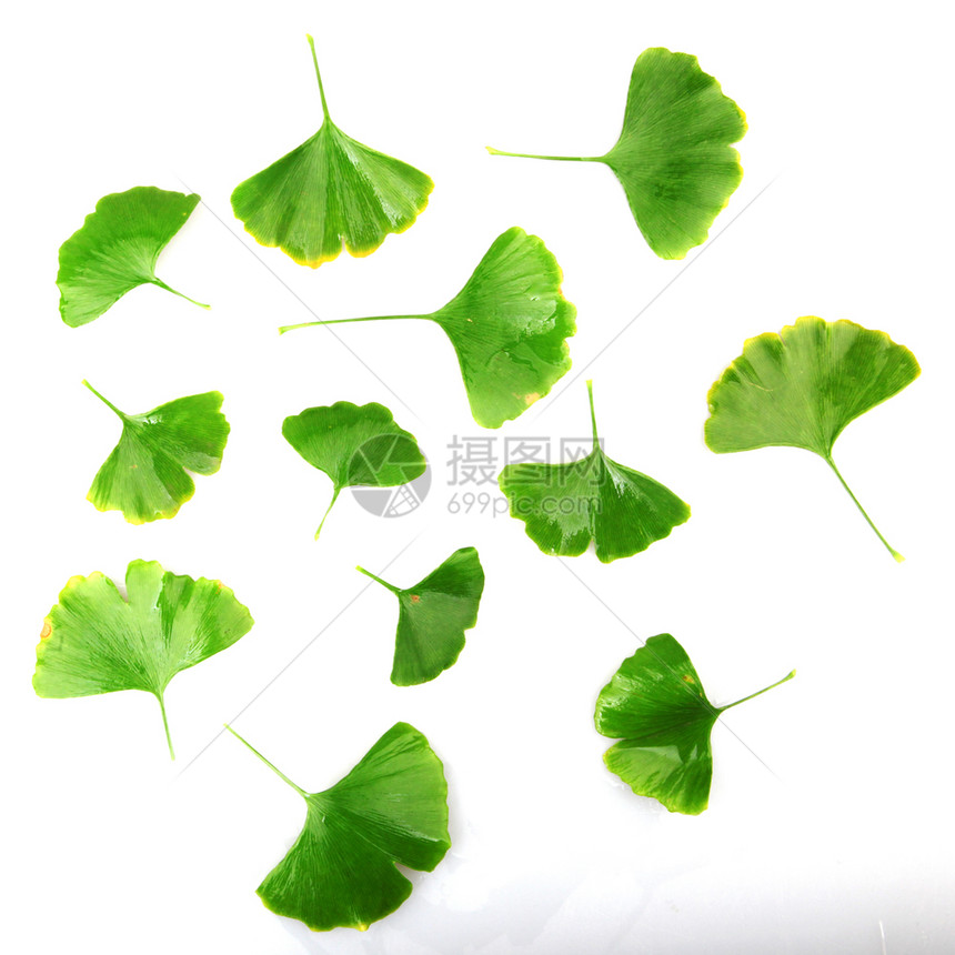 Ginkgobiloba白背景上孤立的叶子ginkgo叶子图片