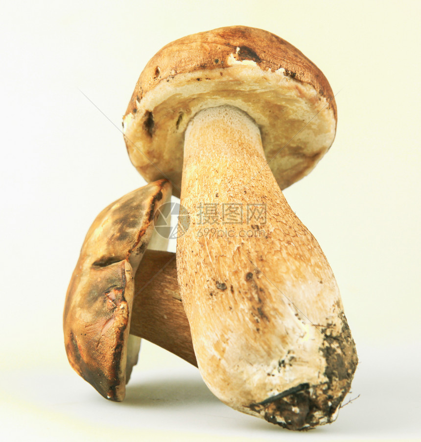 CepboletusEdulis蘑菇图片