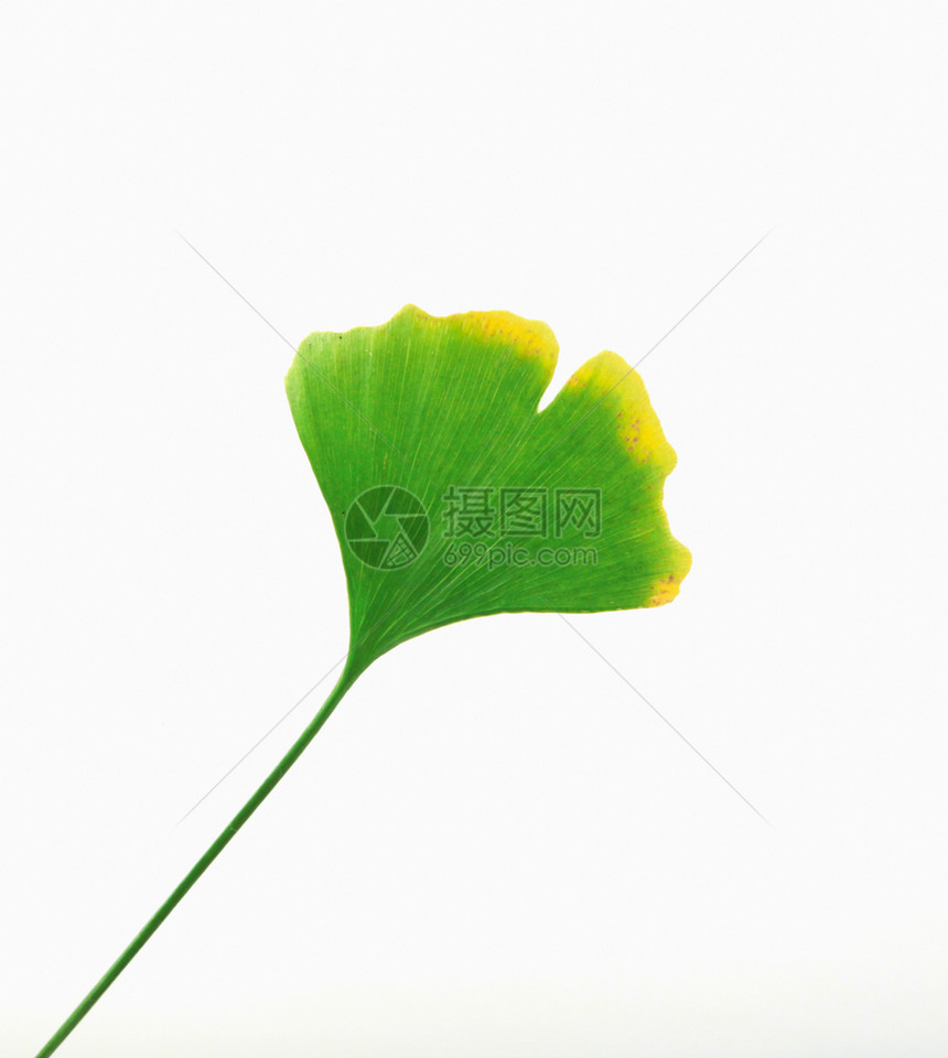 Ginkgo白背景孤立的叶子图片