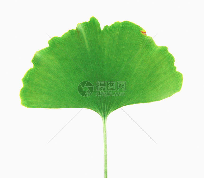 Ginkgo白背景孤立的叶子图片