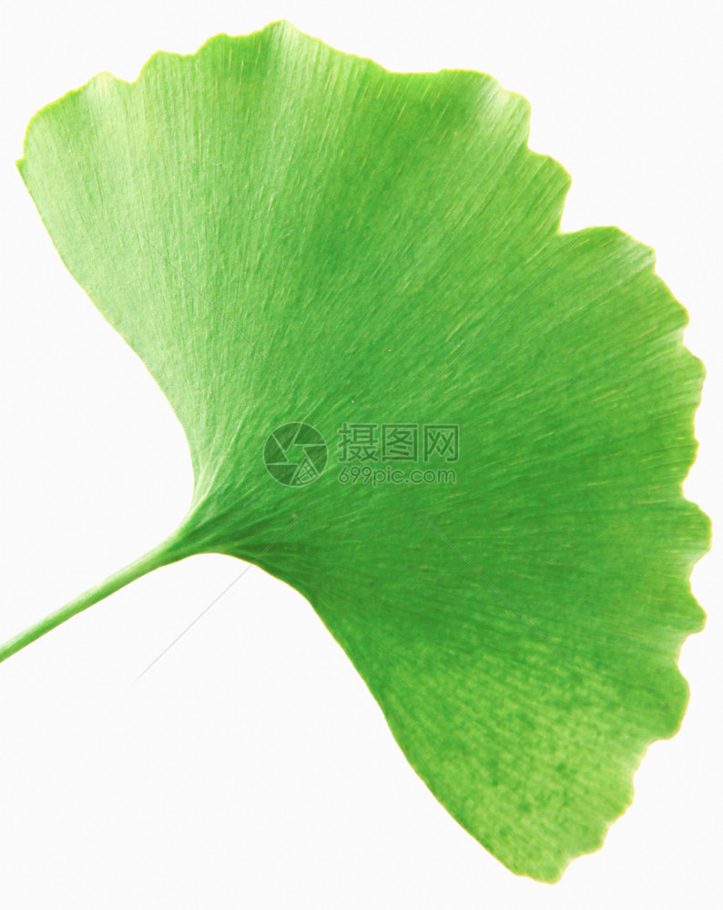 Ginkgo白背景孤立的叶子图片