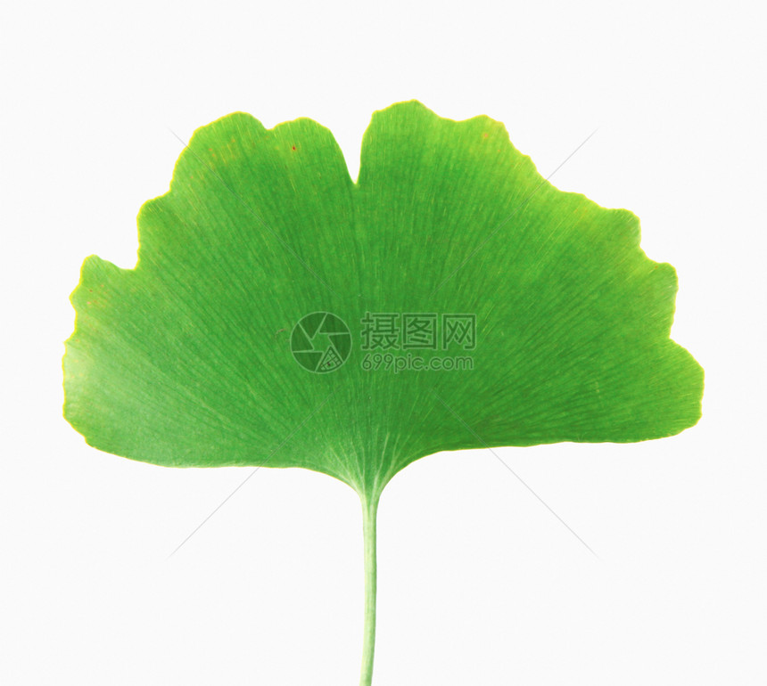 Ginkgo白背景孤立的叶子图片