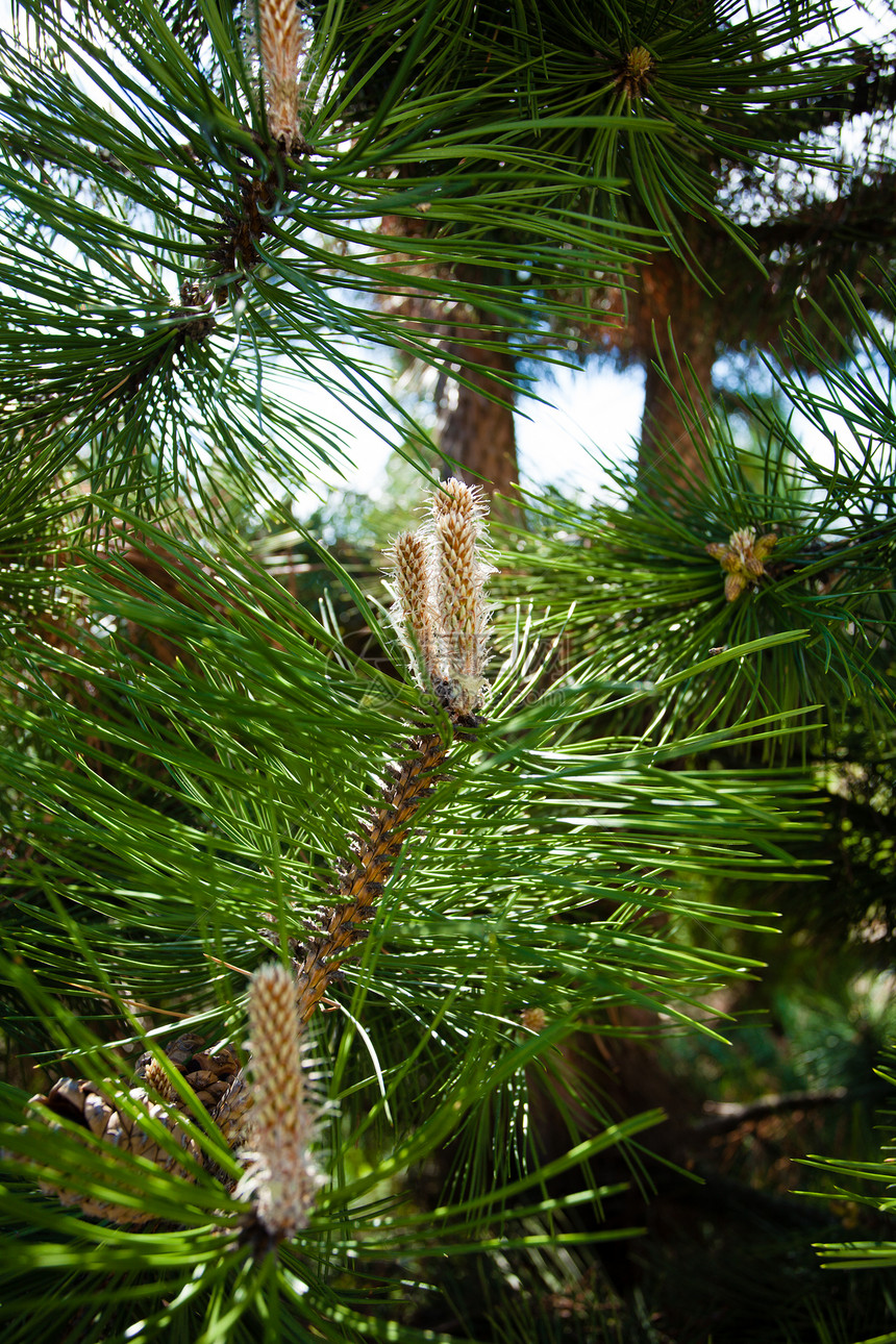 自然树枝或与松绿针密合圣诞节图片