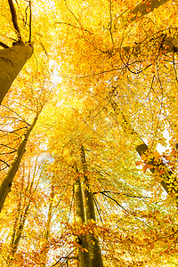 野外自然美景概念阳光下的秋天树林地被干叶覆盖阳光下的秋天树背景图片
