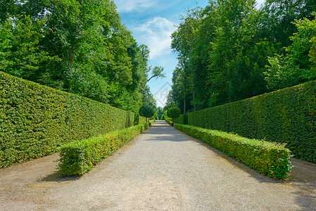 德国城区公园的高篱笆图片