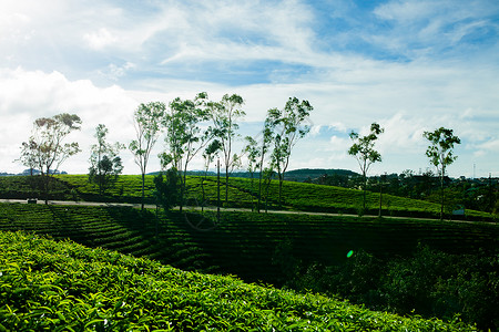 早上在越南大拉特的CauDat茶园高清图片