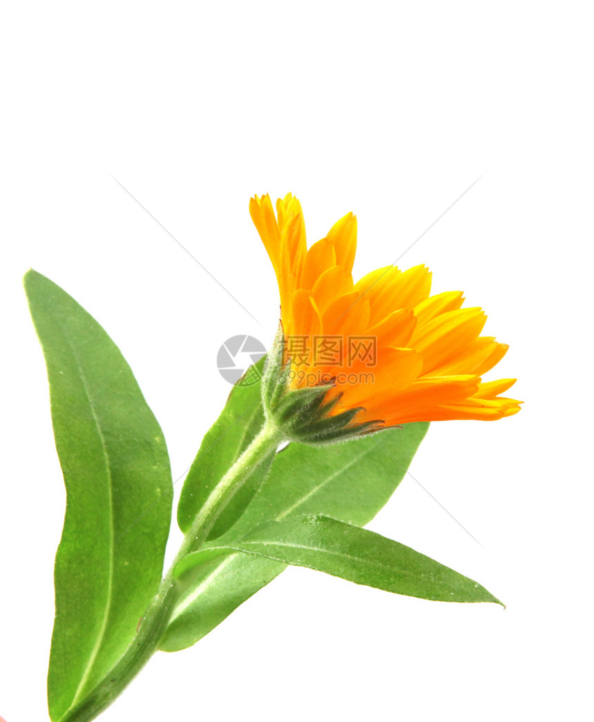 Marigold白纸孤立的卡伦杜拉Officinalis图片