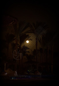 在一个非洲小度假胜地的棕榈树深夜轮椅棕榈之的树深轮椅背景图片
