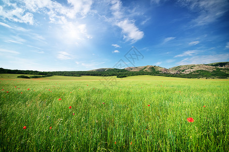 美丽的草原景观自然的构成图片
