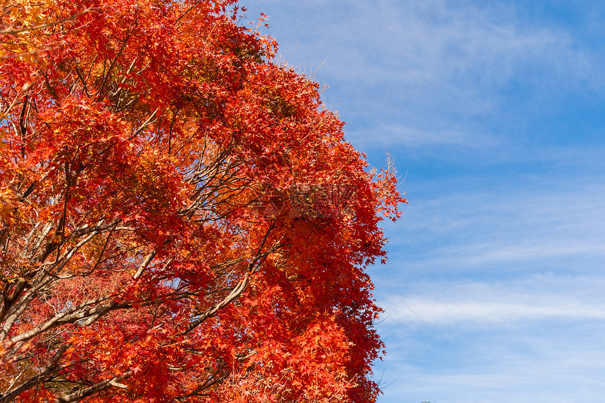 秋天在山桥藤川口附近红叶落日本有棵蓝天底的树图片