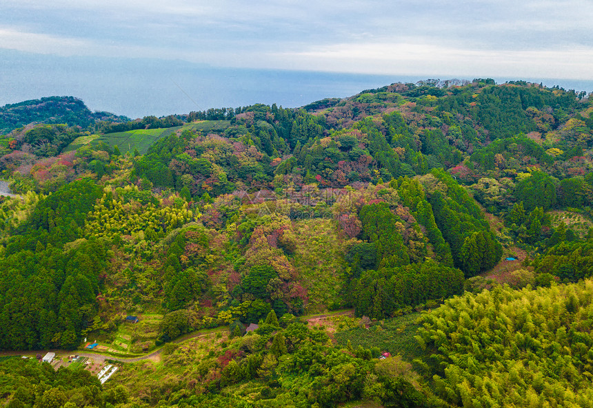 秋天红叶的空中景象日本山上的树木绿色农村地区或土自然景观背图片