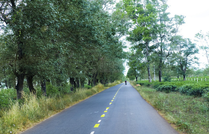 美丽的道路经过越南吉亚莱省茶田图片