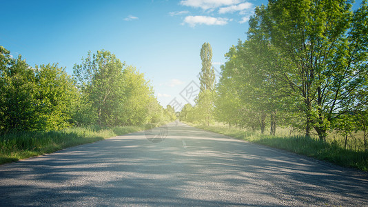 森林中平坦道路图片