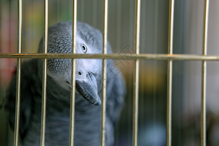 灰色鹦鹉图片