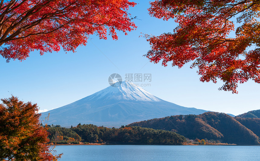 秋季的叶和藤山亚马纳什川口子附近的五湖蓝天背景的日本树图片