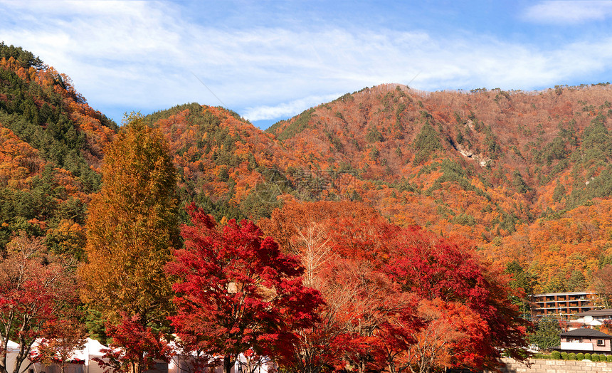 秋天在山桥藤川口附近红叶落蓝天背景的日本树图片