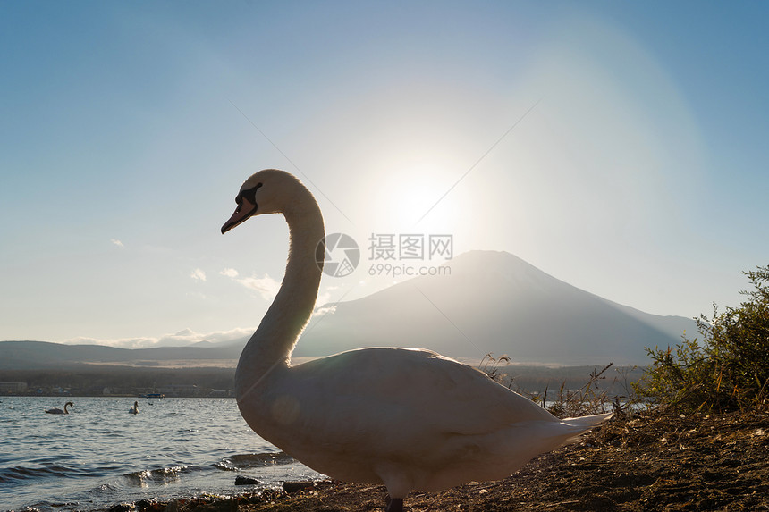 白天鹅在日落时在矢马纳卡湖的藤山中映射着图片