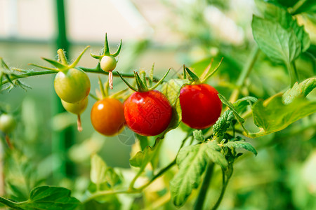 未成熟西红柿生长在温室的西红柿背景